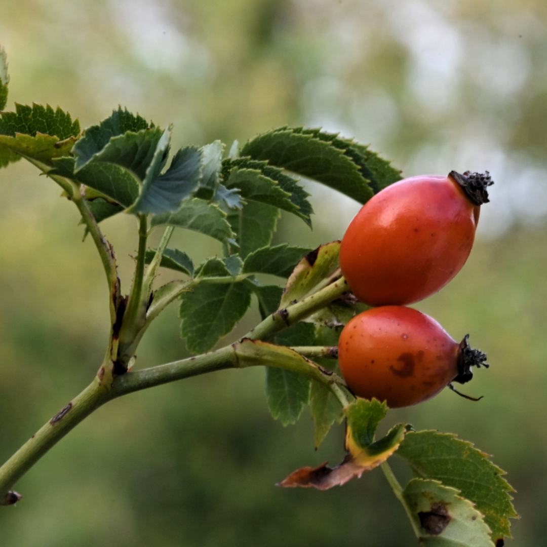 What to forage in July and August